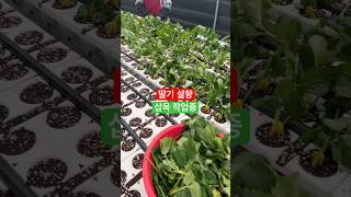 딸기 설향 삽목 작업중~ #딸기키우기 #딸기농사 #딸기육묘 #greenhouselife #farming