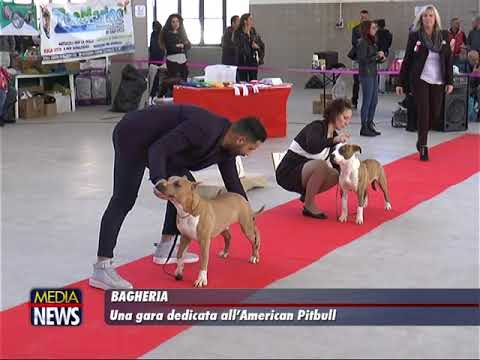 Video: The Latest in Dog Travel Essentials di Global Pet Expo