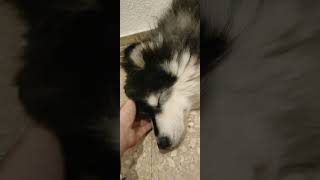 please don't leave me... #hurt #dog #malamute #yuna #animals #heartbroken #loveyou #alwayswithme