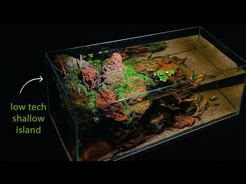 I made a simple low tech shallow planted tank