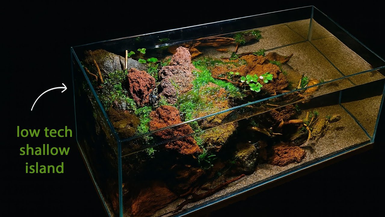 Я сделал простой, несложный, неглубокий аквариум с растениями.