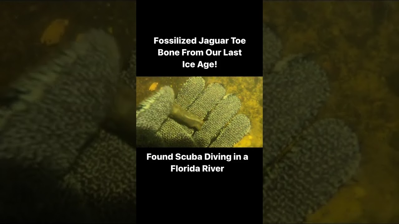 Jaguar Toe Bone from Florida‘s last Ice Age 