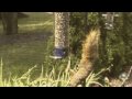 Squirrel meets squirrel-proof bird feeder