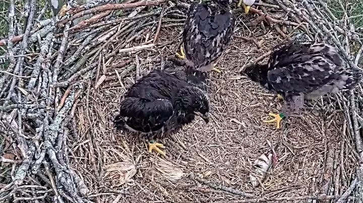 e#343 | Review mother birds brings food to feed her babies | bird nest with nature life #baldeagle
