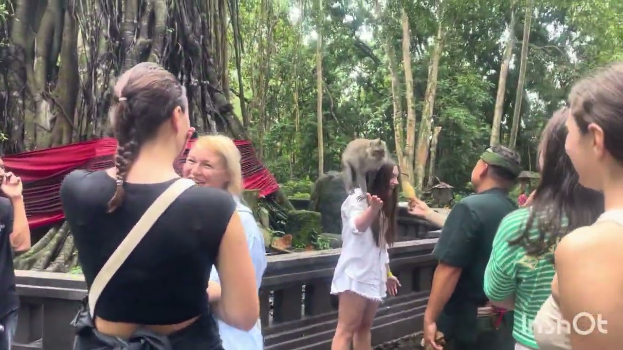A walk in the Monkey forest of Ubud (Bali) 