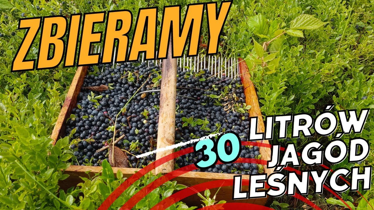 Idziemy na jagody :) # 69 - YouTube