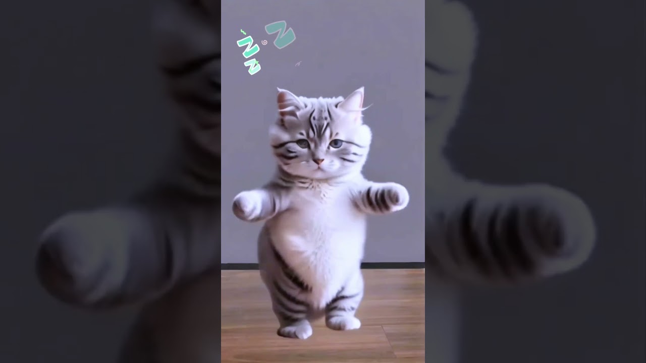 Cat dance motorcycle 