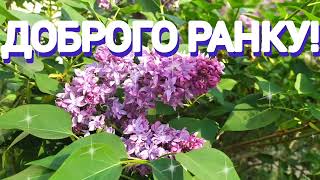 Доброго ранку! Гарного дня! З добрим ранком! Привітання.