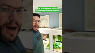 What Happened to my Egyptian Tortoise Enclosure? #reptiles #Egyptiantortoise #tortoise #turtle