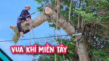 Vua Khỉ cưa cây Bàng Đài Loan khủng có nhánh trùm lên mái nhà dân, nằm cạnh QL1A.