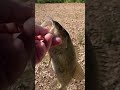 Rock Crawl’n for Bass