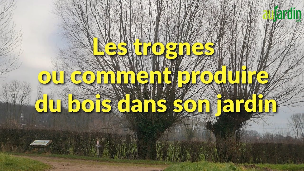 TROGNE ou ARBRE TÉTARD, COMMENT PRODUIRE du BOIS dans son JARDIN 🌳