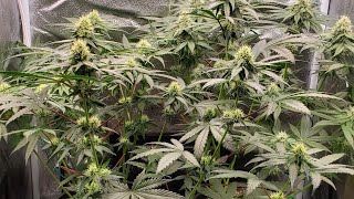 4tydz FLO & Ice Cream Cake 32%