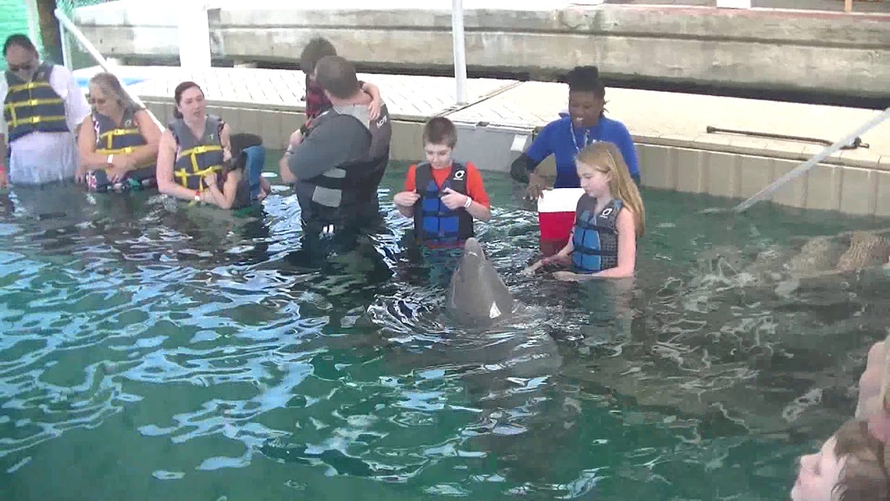 Blue Lagoon Dolphin Encounter Nassau Bahamas 1.28.2020 YouTube