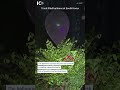 Trash filled balloons flew to South Korea