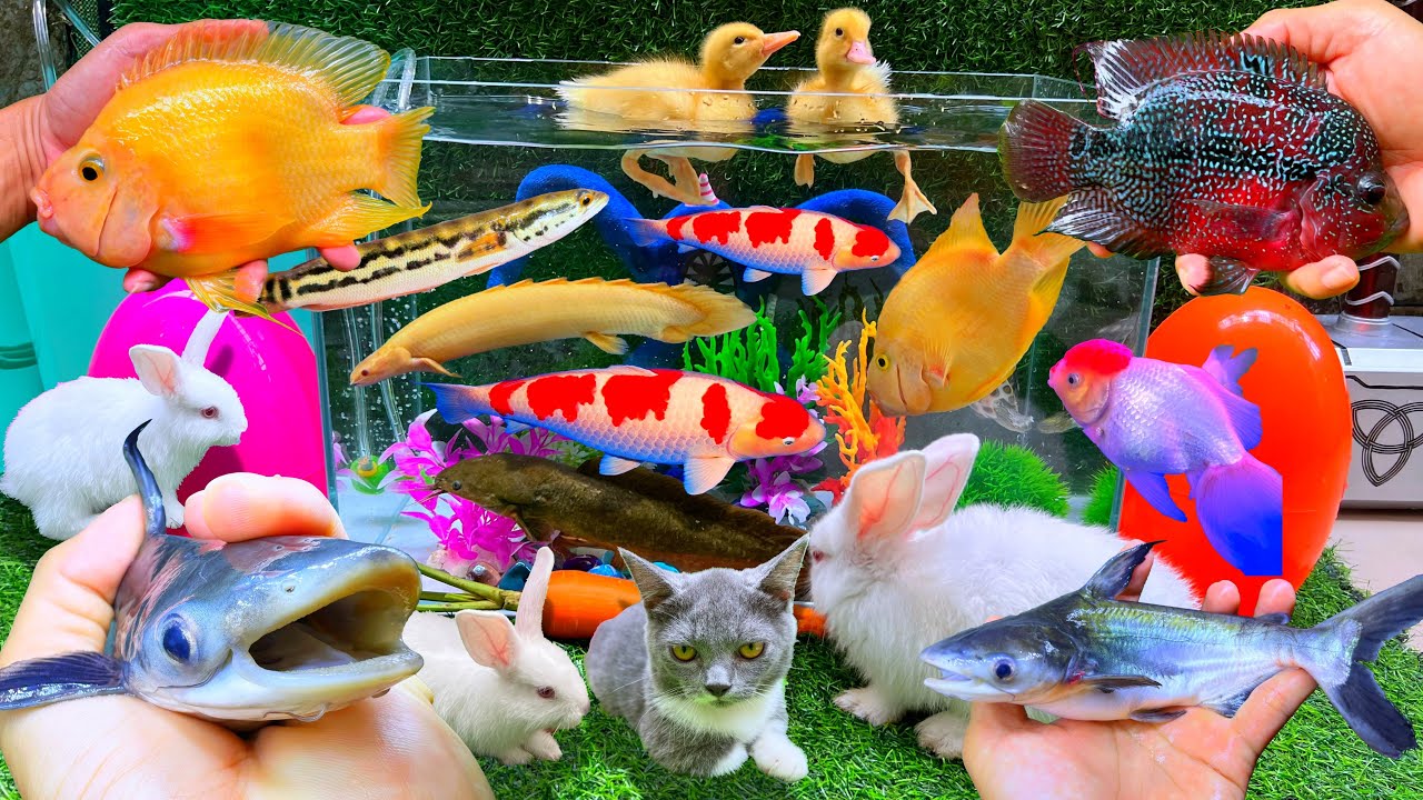 Bắt Con Cá Mập Con, Cá Trê Bự, Cá Vàng, Cá Sấu Con, Thỏ Hà Lan, Cá Koi, Cá Bống Con, Cá Lóc Bông