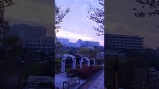 Cherry Blossoms 🇰🇷 / 벚꽃 / [Travel Vlog / 모리슨 영상여행]