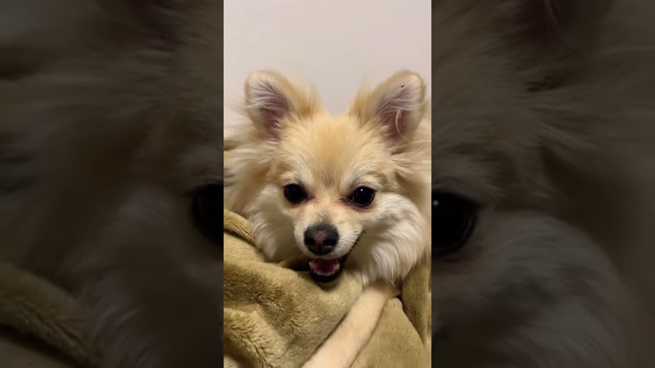 ポメラニアン チワワ犬 いつの間にそんな鳴き声覚えたん 動物 犬 猫 他色々 まとめ動画