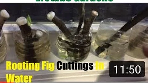 Rooting Fig Cuttings In Water.  Wonderful Result.