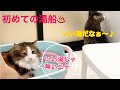 猫のお風呂