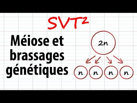 Vidéo: Où se produit l'assortiment aléatoire dans la méiose ?