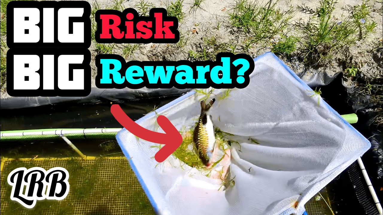 Custom Mega Mascara Barb Breeding Basket YouTube