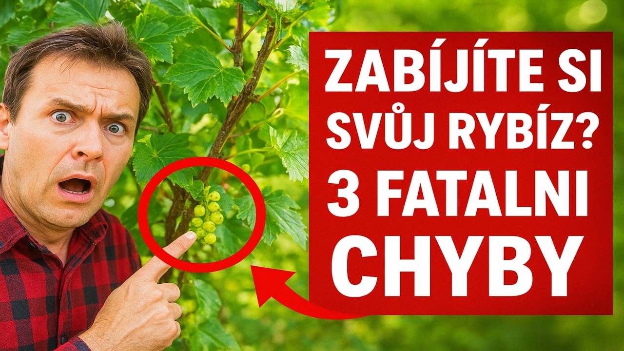 Zabíjíte si svůj rybíz? 3 fatální chyby NA PODZIM, kvůli kterým jsou bobule malé jako hrášek.