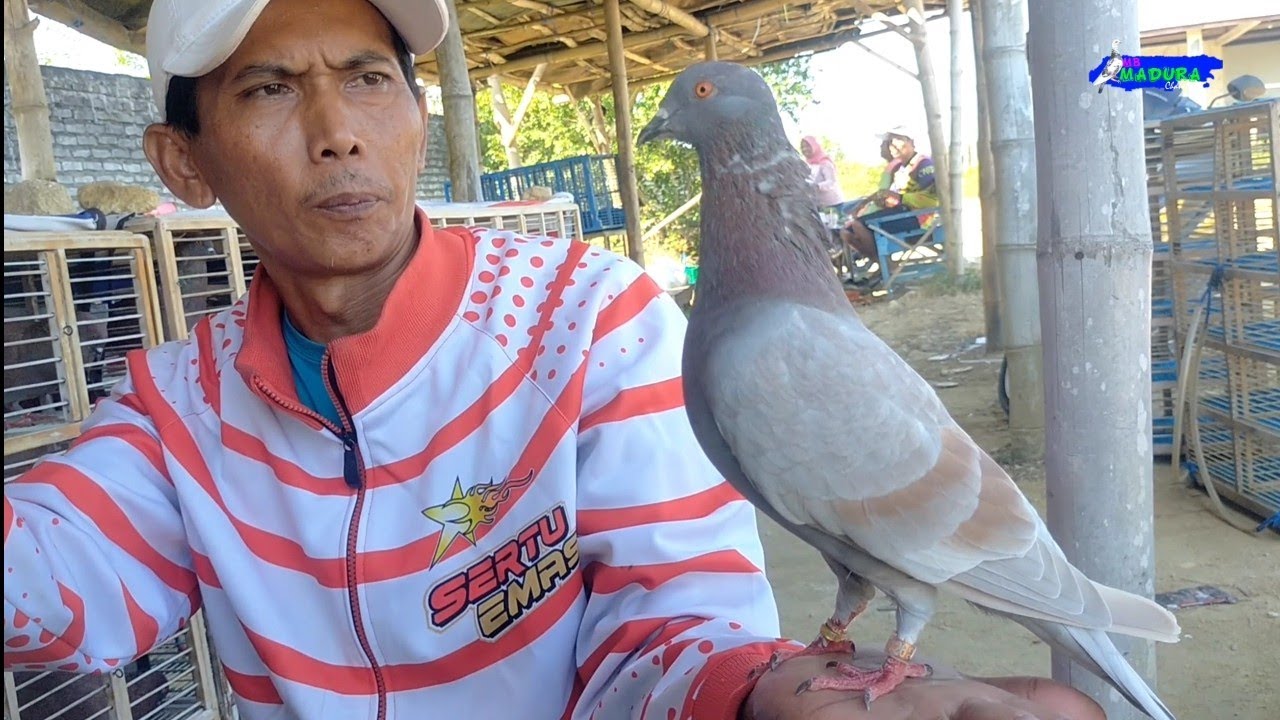 LINGKAR JAYA S.E BACK TO THE TRACK