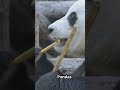 Top 5 Most Fascinating Panda Facts 🐼 | #1 Is Unbelievable! #animals #facts #cute  #youtubeshorts