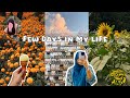 Few Days In My Life🌷| Aesthetic Vlog Indian ~ Malayalam | Im rish