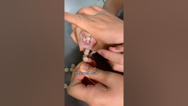 Hamster with messy food. #healing #animals #hamsters #cute #funny #shortvideo