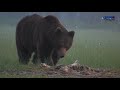 Animal bear || wildlife animal 2021