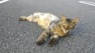 夕方の駐車場には野良猫がゴロゴロ