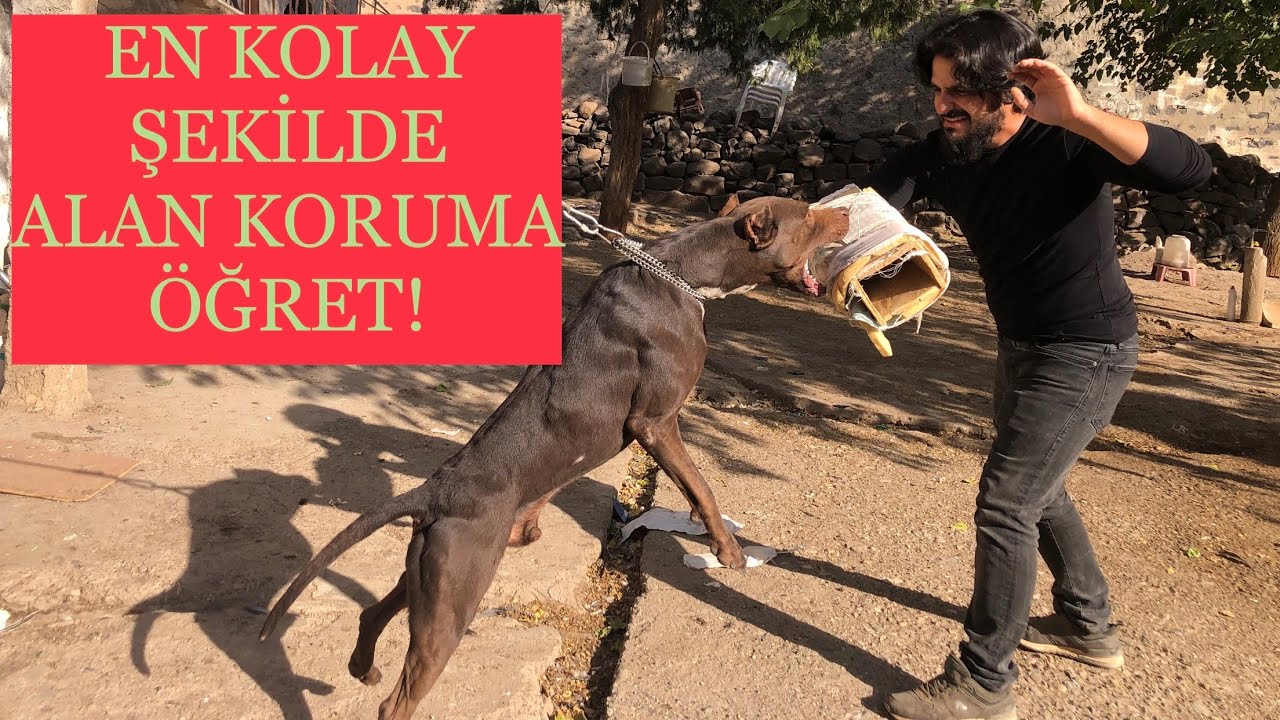 Köpeklere alan koruma nasıl öğretilir köpek eğitimi alan koruması #köpekeğitimialankoruması