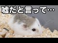 嘘でしょ。