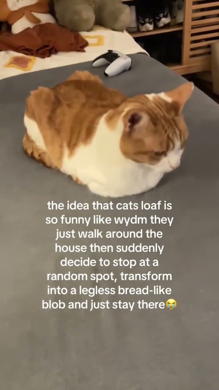 Kittyo like aight time to load it up and loaf