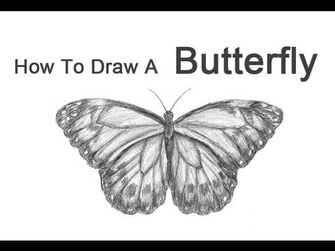 Featured image of post How To Draw A Butterfly Step By Step Video