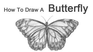 butterfly realistic draw sketch drawing butterflies drawings pencil sketches animals step easy butter tutorial paintingvalley lq 3d