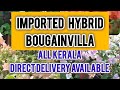 #top റേർ ഹൈബ്രിഡ് ബോഗൻ വില്ല പ്ലാന്റ്സുകൾ. #all #kerala direct delivery. #imported #rare