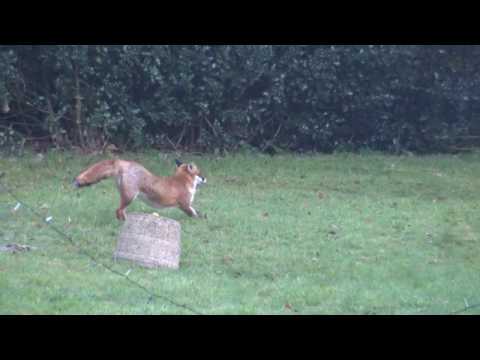 Fox cam - 24th November 2017 - Gery the fox stretching in the garden