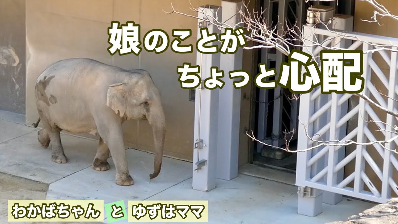 【心配する母ゾウ】わかばちゃんの声に駆け寄るゆずはママ