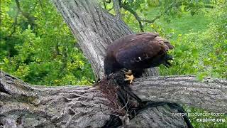 Decorah Eagles 7-14-20, 7 am Mom brings fish to N1, D34 gets it, moves to Y