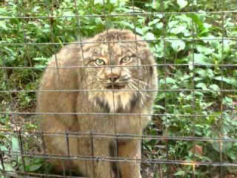Scary Monster Roar-Lynx Cat @ Queens Zoo - Scary Monster Roar-Lynx Cat @ Queens Zoo