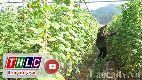 Tiêu thụ nông sản thuận lợi nhờ liên kết sản xuất | THLC