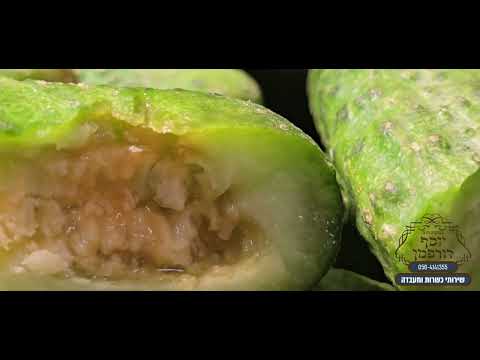 מלפפון מהודו, נגיעות במלפפונים, זבוב הדלועים, Dacus ciliatus, הרב יוסף דורפמן, Rabbi Yosef Dorffman