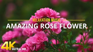 Roses 4k (Ultra HD) - Stunning Roses with Relaxing Music for Uplifting your moods screenshot 5
