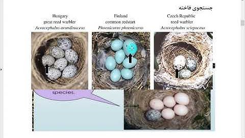 Cuckoo Search Algorithm in MATLAB