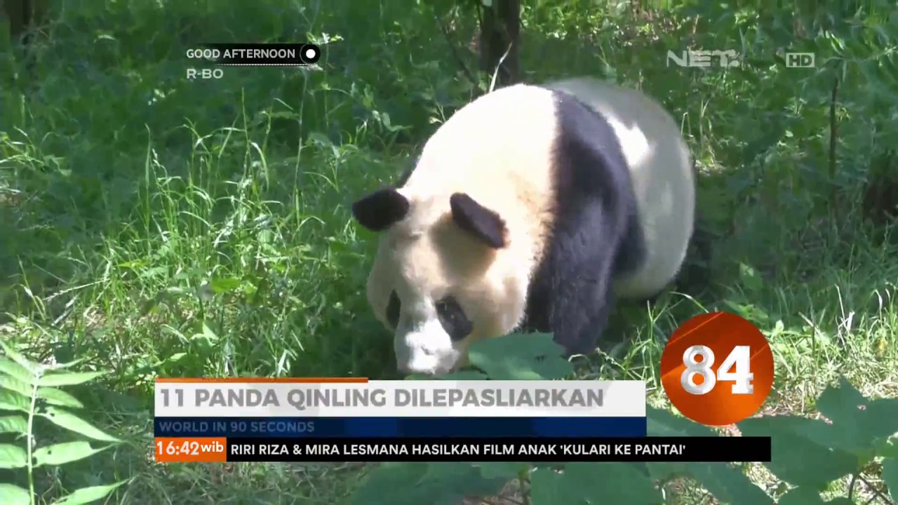 World In 90 Second: 11 Panda Qinling Dilepasliarkan