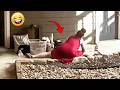 Try Not to Laugh Challenge 😂 Impossible Funny Videos 2026