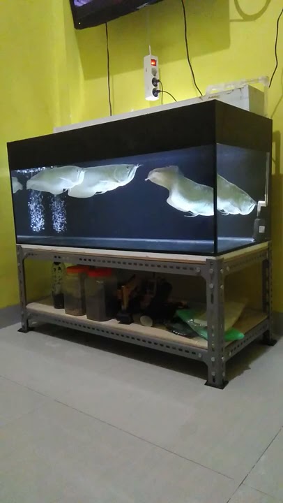 Arwana silver brazil di aquarium layar hitam